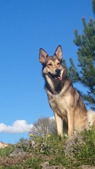 Photo de Ezio, Berger Belge Malinois crois� Berger blanc suisse