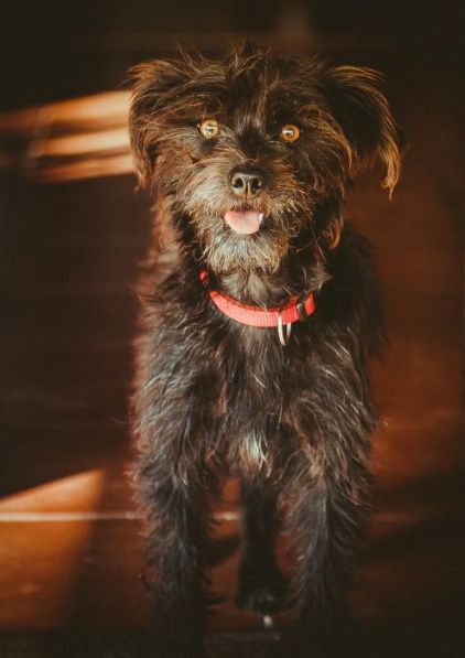 Photo de Sassy, corniaud Drahthaar Podenco