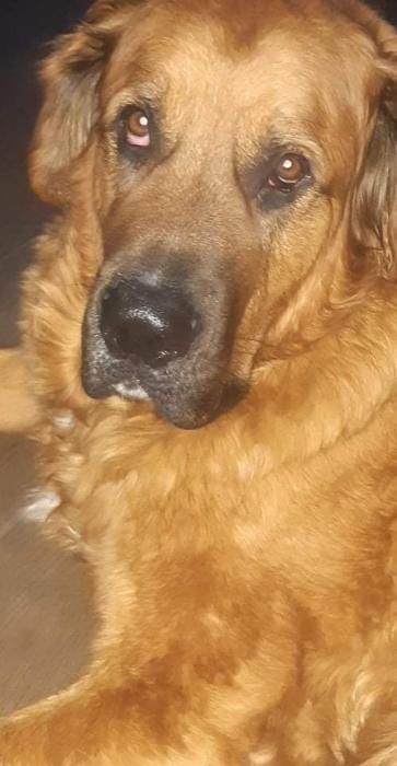 Photo de Zak, Labernois crois� Saint-bernard