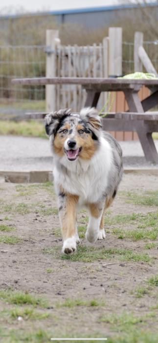 Photo de Lola, Berger australien pure race