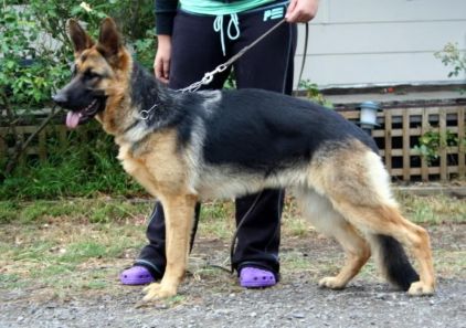 Photo de Freja, Berger Allemand pure race