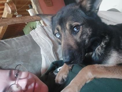 Photo de Louis, Husky crois� Berger Belge Malinois
