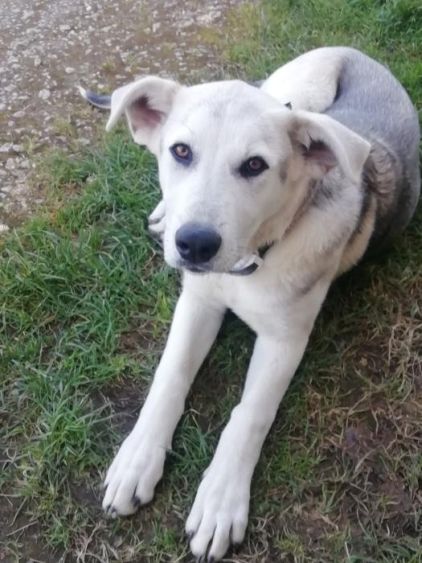 Photo de Lumi, Montagne des Pyr�n�es crois� Husky