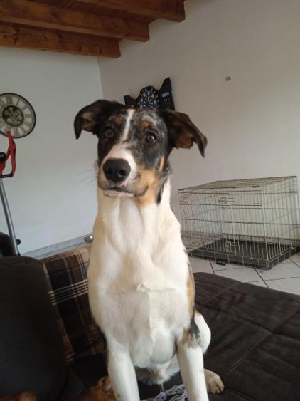 Photo de Rollo, Husky crois� Berger australien