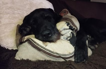 Photo de Crazy, Dogue allemand crois� Labrador Retriever
