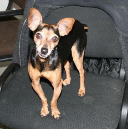 Photo de willy, Pinscher nain crois�