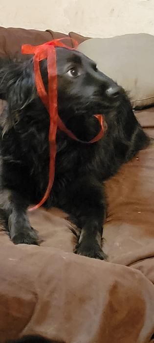 Photo d'Hugo, Border Collie crois� Golden Retriever