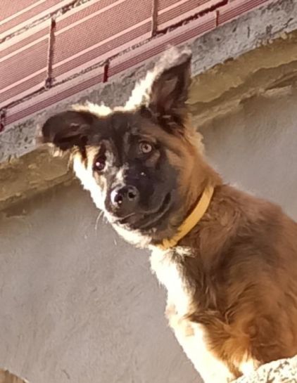 Photo de Tokyo, Berger Belge Malinois crois�