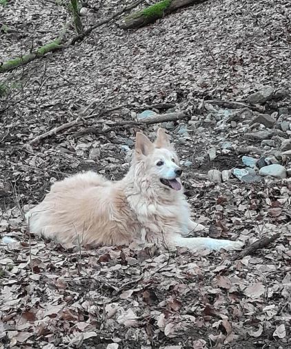 Photo de Morsith, Berger blanc suisse crois�