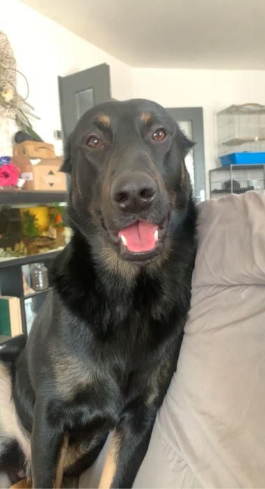 Photo de Tyron, Berger Belge Malinois crois� Beauceron