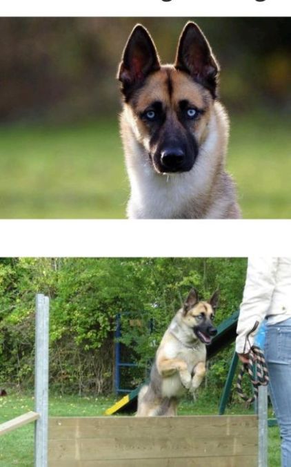 Photo de PSG, Berger Belge Malinois crois� Husky