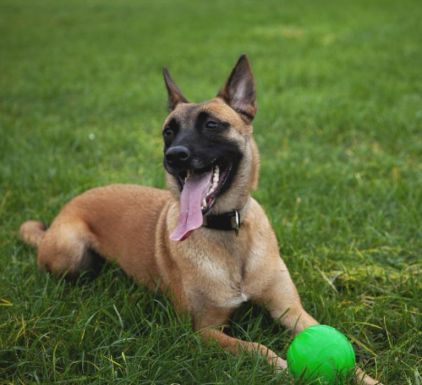 Photo de Rex, Berger Belge Malinois pure race