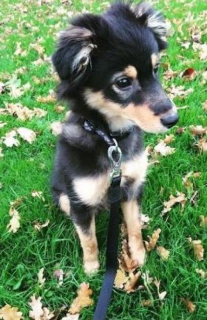 Photo de Teddy, corniaud Spitz japonais Chihuahua