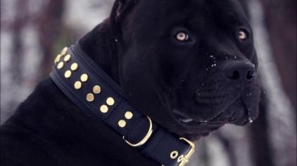 Photo de Wifi, Pitbull pure race