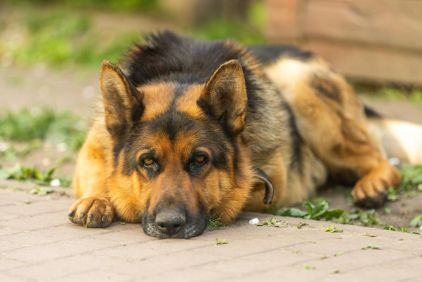 Photo de Oreo, Berger Allemand pure race