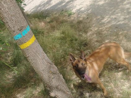 Photo de Pipa, Berger Belge Malinois pure race