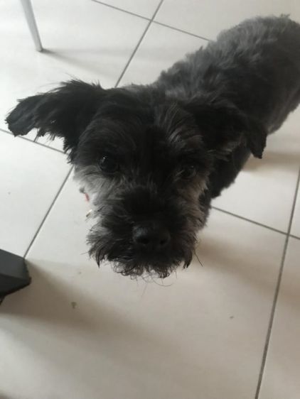 Photo de Jana, Lhassa apso crois� Yorkshire terrier