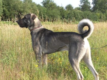 Photo de Tyson, Berger d'Anatolie kangal pure race