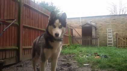 Photo de Koyote, Husky crois� Malamute de l'Alaska