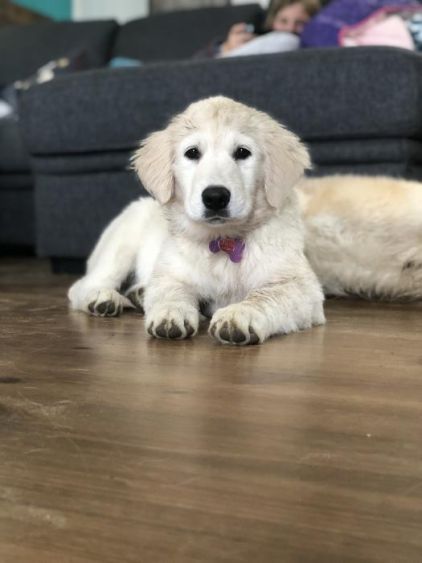 Photo de Suki, Golden Retriever pure race