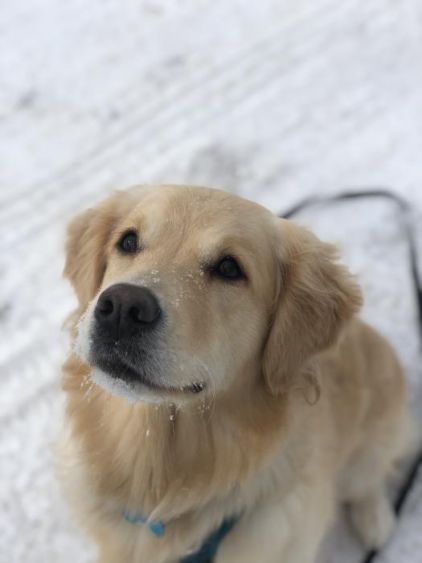 Photo de Blue, Golden Retriever pure race
