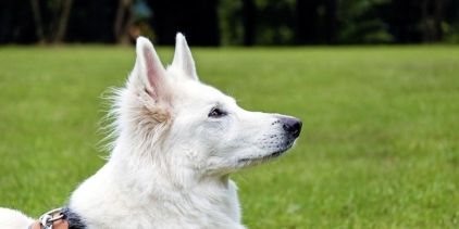 Photo de Esprit, Berger blanc suisse pure race
