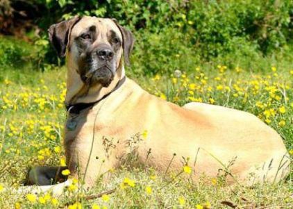 Photo de Tiru, Alangu Mastiff pure race