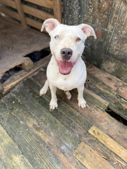 Photo de Henessy, American Staffordshire terrier pure race