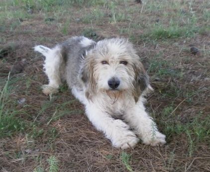Photo de Tac, Griffon crois�
