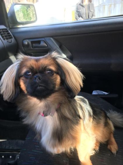 Photo de Nina, Epagneul tib�tain crois� Shih Tzu