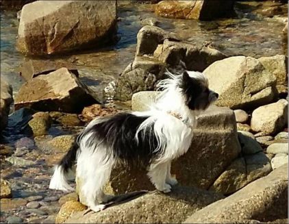 Photo de Zap, Bichon crois� Yorkshire terrier