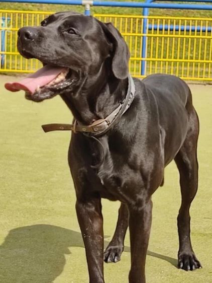Photo de VASKO, Braque de Weimar crois� Beauceron