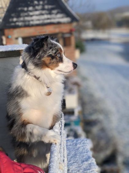 Photo de Wookie, Berger am�ricain miniature pure race