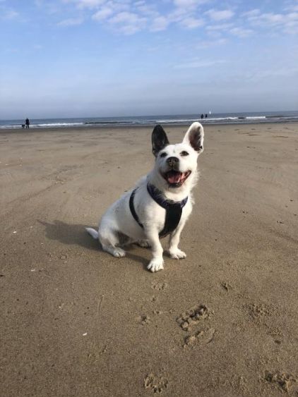 Photo de Orph�e, Bouledogue fran�ais crois� Jack Russell terrier