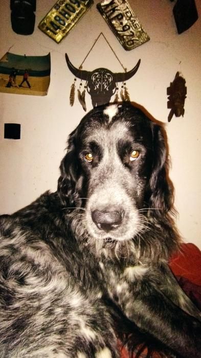 Photo de Pixel, Montagne des Pyr�n�es crois� Setter anglais