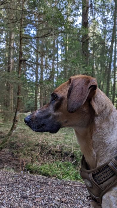 Photo de Amy, Berger Belge Malinois crois� Setter anglais