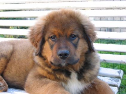 Photo de Teo, corniaud Bouvier bernois Beauceron