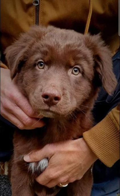 Photo de Ma�ko, Berger australien crois� Husky