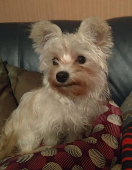 Photo de Mily, Bichon crois� Yorkshire terrier