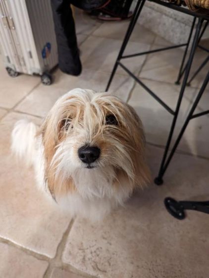 Photo de Gulliver, Epagneul tib�tain crois� Papillon