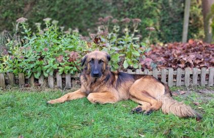 Photo de Sanji, Berger Allemand crois� Golden Retriever