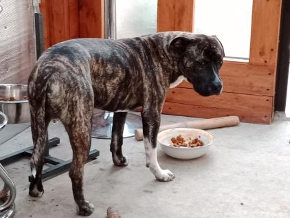 Photo d'Oscar, Cane Corso crois� Staffordshire Bull Terrier