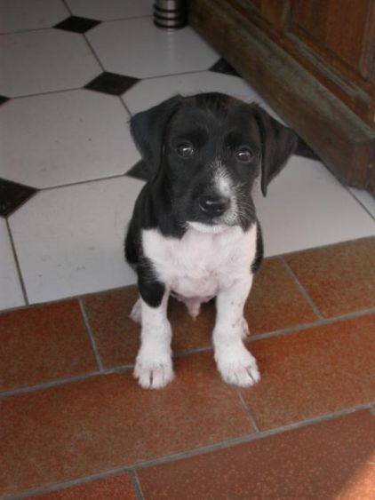 Photo de FLOYD, Griffon crois� Labrador Retriever