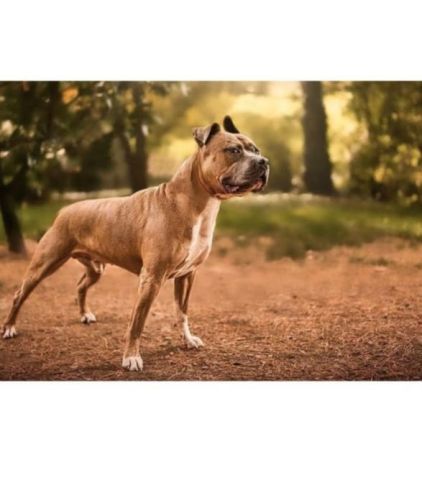 Photo de Ody, American Bully crois� American Staffordshire terrier