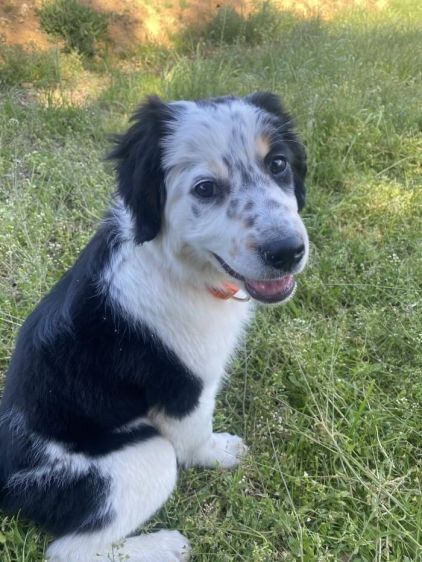 Photo de Iggy, Border Collie crois� Setter anglais