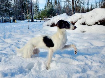 Photo de Garie, L�vrier pure race