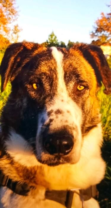 Photo de Pupy, Berger d'Anatolie kangal crois� M�tin espagnol