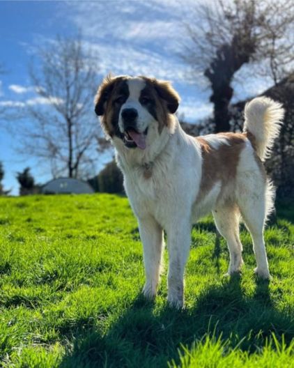 Photo de Archibald, berger des pyr�n�es crois� Saint-bernard