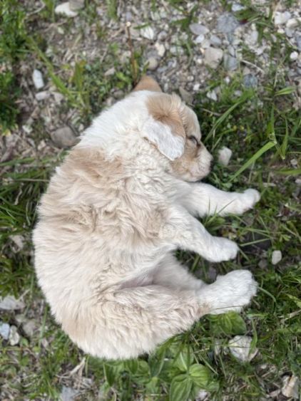 Photo de Zya, Montagne des Pyr�n�es crois� Labrador Retriever