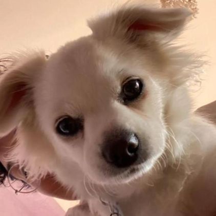 Photo de Ziggy, Bichon crois� P�kinois